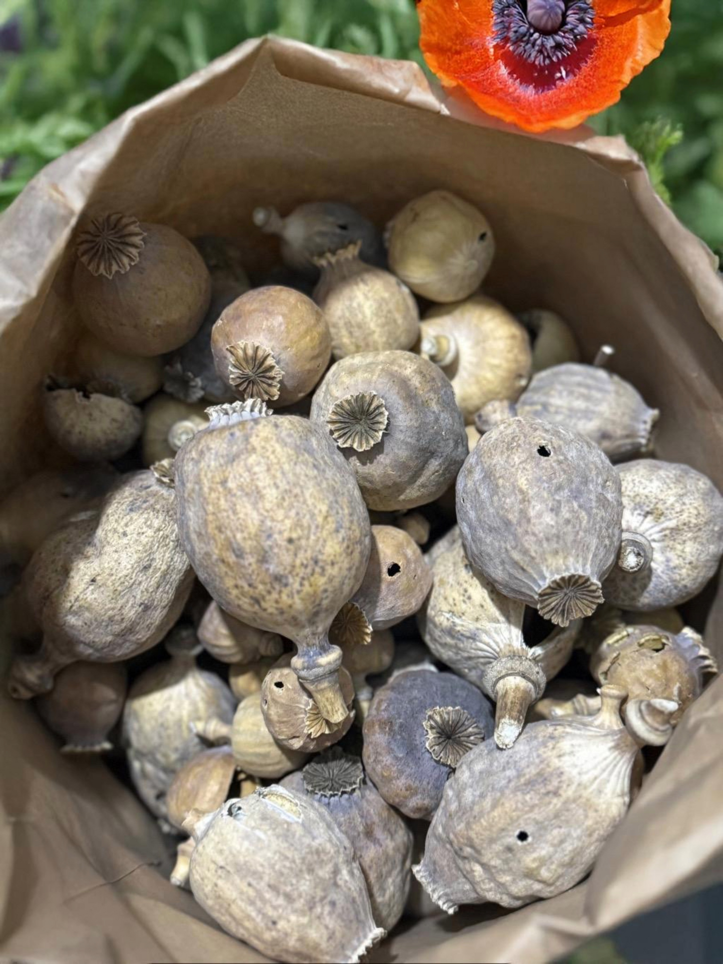 Austrian Poppy Heads approx Seedless 500g